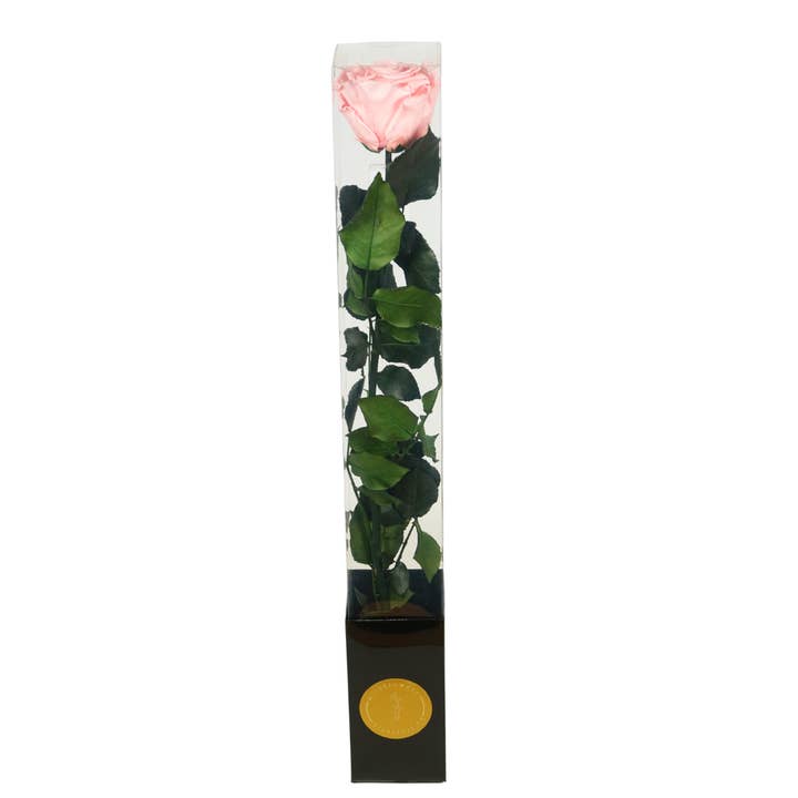 Rosa preserved stem Soft Pink 50cm for wholesale by Wildflowers by Floriette