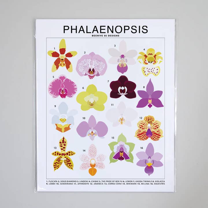 Phalaenopsis (Orchid) Species ID Chart - Floral Art Print for wholesale by Beehive 95 Designs