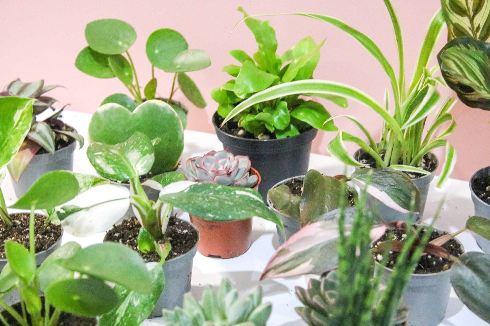 Wildestdreams.flowers – wholesale Live plant – Mini houseplants mystery (6cm pots)4