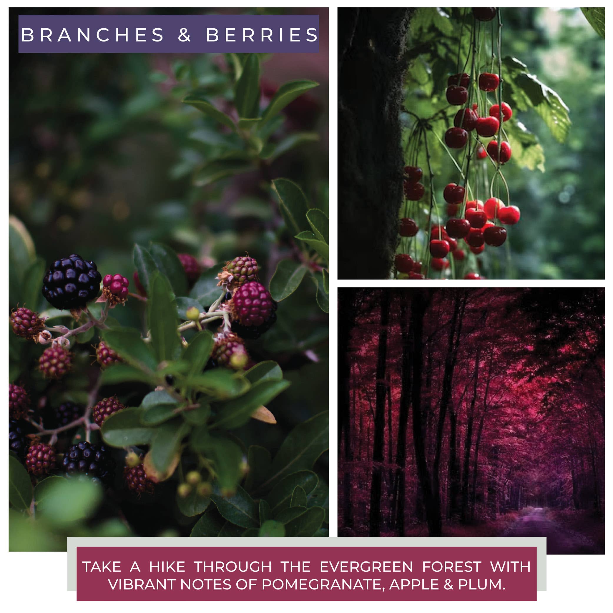 A Cheerful Giver - Wholesale Jar/Filled Candle - KOTL Papa Candle (34oz.) – Branches & Berries2