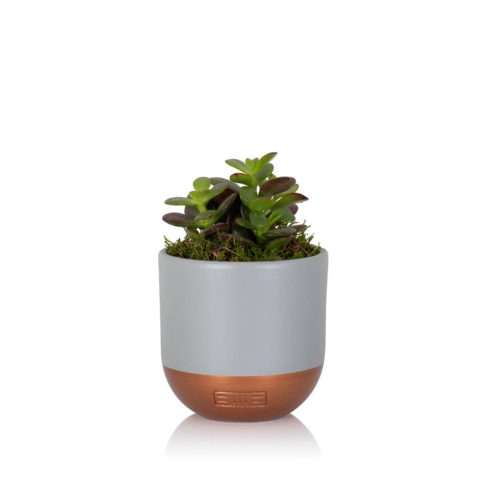 The Little Botanical – wholesale Succulent – Crassula4