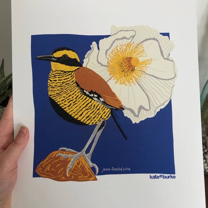 Kate E. Burke - Wholesale Art Print - Bird Series: Javan Banded Pitta 11x14 Digital Print2