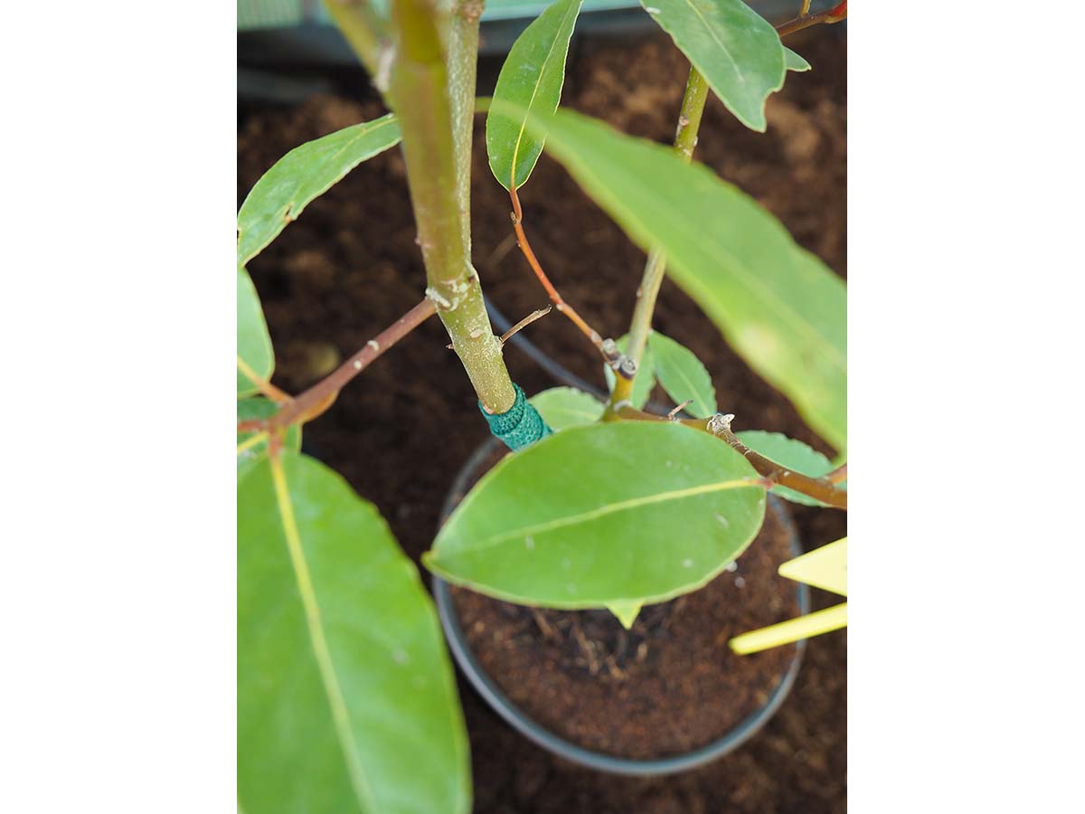 JARDIN Y NATURA OUTDOOR & GARDEN PRODUCTS SL - Wholesale Plant Pot - Grow pot Ø18cm - Growpot XL1