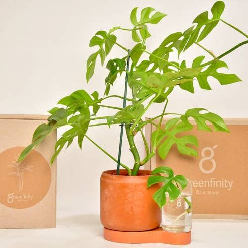 Greenfinity - Wholesale Plant Pot - Greenfinity - Cutting pot with self-watering system