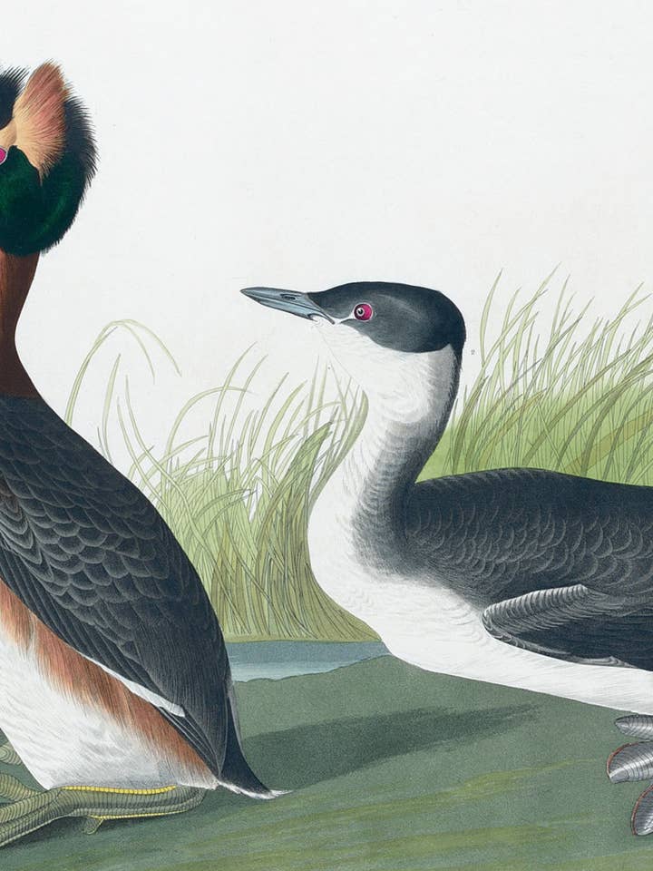 Postcard Horned Grebe (201760) for wholesale by The Knowledge of Things by Catch Publishing