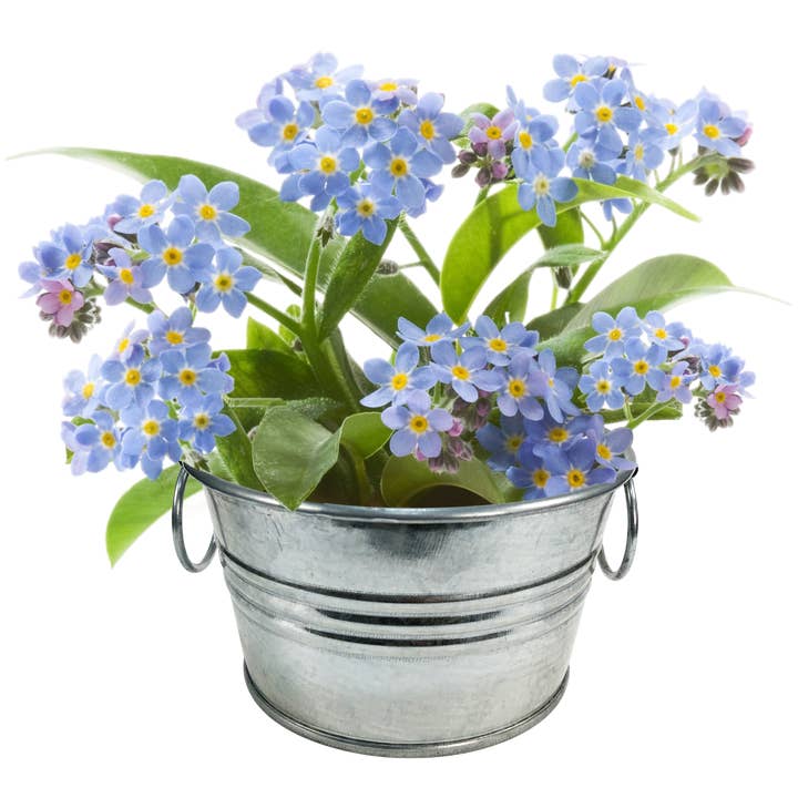 Silver Circle Products - Wholesale Plant Seeds - Lil' Bucket of Love - Grow Your Own Forget-Me-Nots5