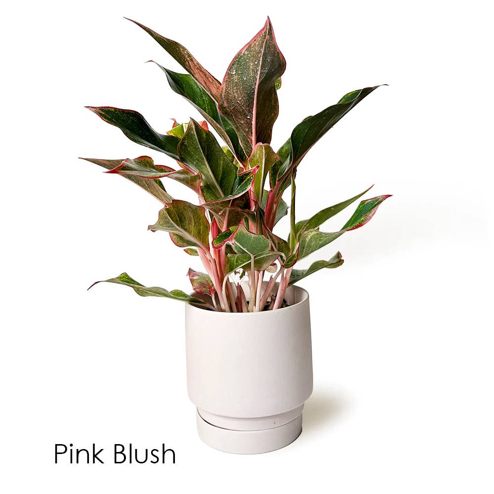 Chive - Wholesale Plant Pot - Casey Indoor Ceramic Planter Self Watering Pot5