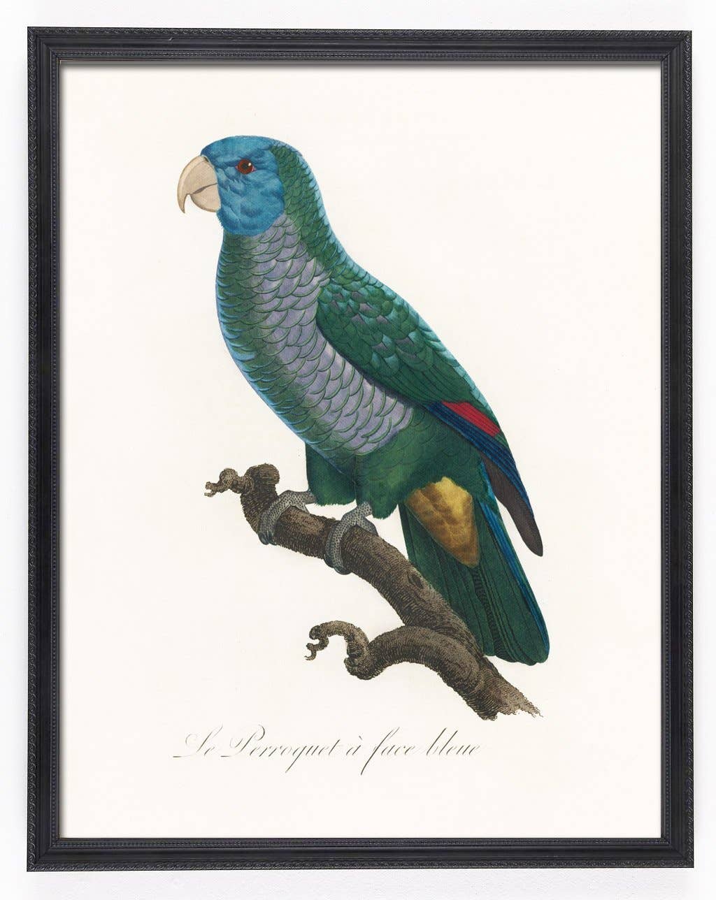 Capricorn Press - Wholesale Gallery wall set - Antique Parrot Print Set - set of 4, 8, or 1211