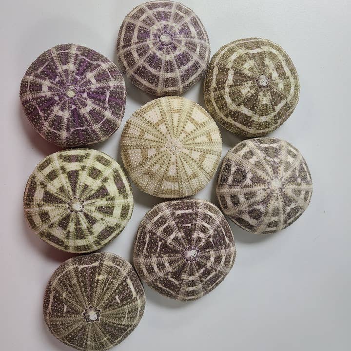 Darlene's Shells - Wholesale Decorative Tabletop Object - ALPHONSO SEA URCHIN 2-3"