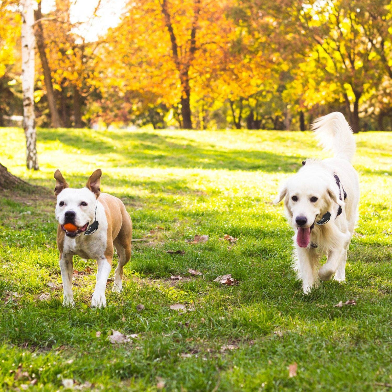 Black Wireless Electric Dog Fence Pet Shock Boundary Containment System Electric Training Collar For Small Medium Large Dogs for wholesale on Faire3