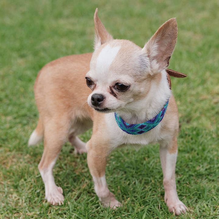 Apapáchalos- Pets - Wholesale Pet Collar - Dog - Quetzal blue dog collar2