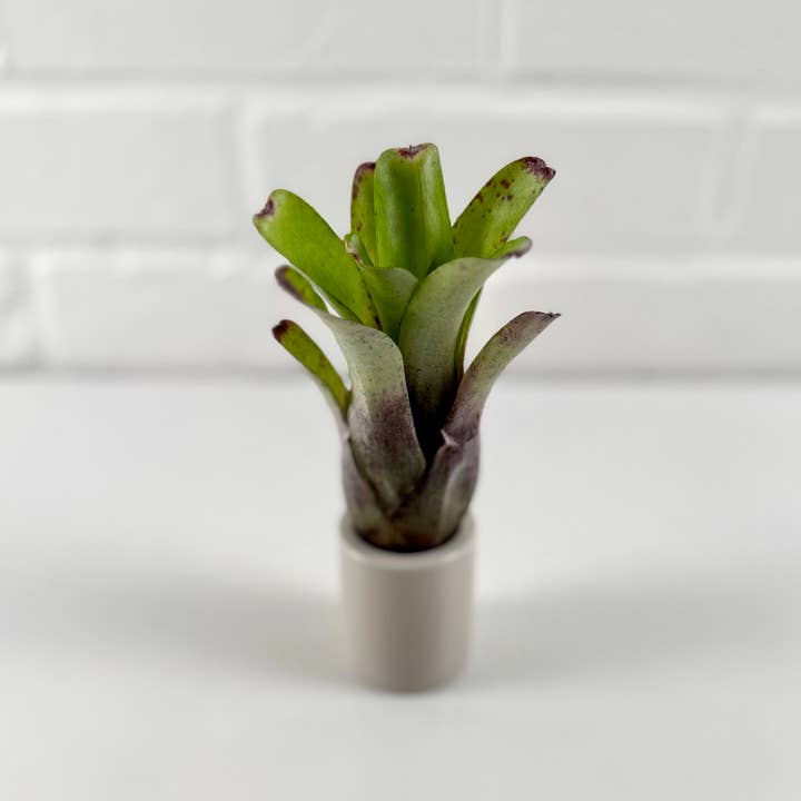 The Artizan Way - Wholesale Live Plant - Neoregelia Abendrothae - Live Bare Root Plant