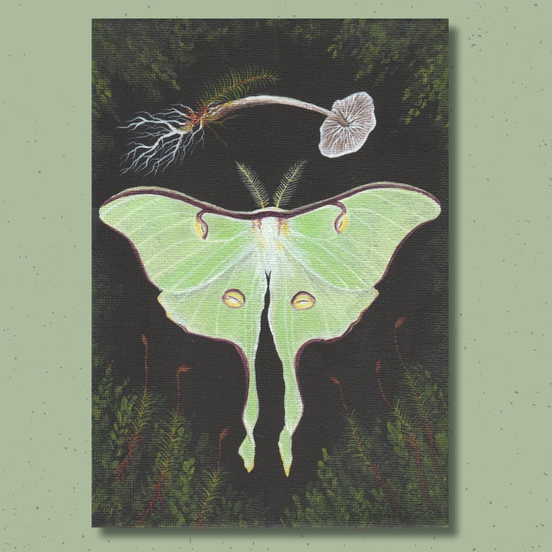 Up Moss Creek Studio - Wholesale Postcard - Luna Moth Postcard 1