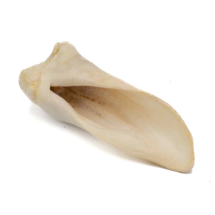 Lamb Ears (Natural) - Puffed (3 Pcs) for wholesale by Furever Pure