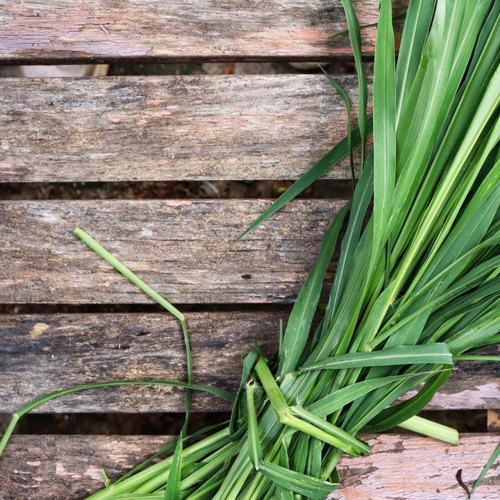 Vetiver Incense Sticks for wholesale by Beaches of Tunisia, LLC