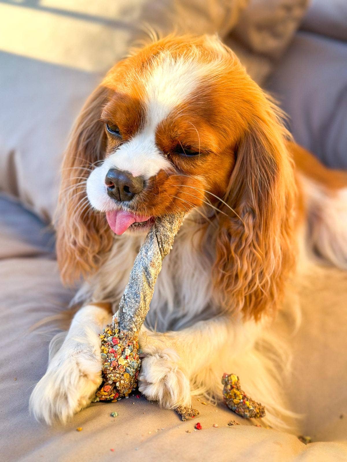 Cooka's Cookies - Wholesale Pet Treats - Dog - Lollipop - Chewy fun for dogs and some cats6