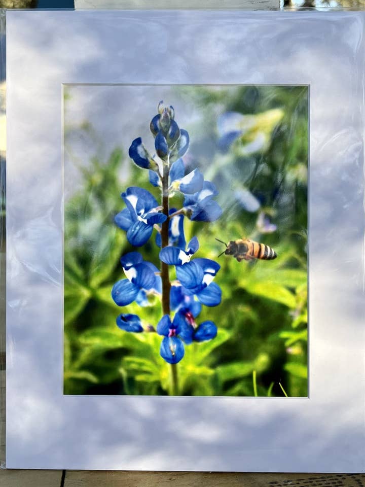 11x14 Bluebonnet tryck för wholesale av Glass Mermaid Makings