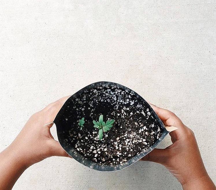 Potting Shed Creations, Ltd. - Wholesale Plant Seeds - Kids Garden in a Bag | Sunflower | Spring Gift | Best Seller3