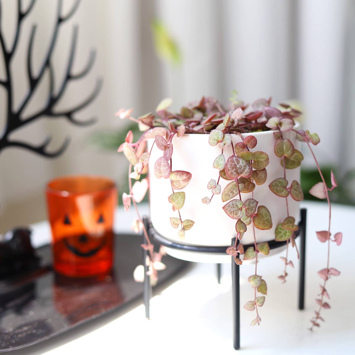 Best Plant Friend - Vente Succulentes - Chaîne de cœurs panachée - Plante succulente en pot de 4/6 pouces4