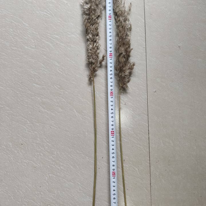 Delmar Decor - Wholesale Dried/Pressed Flowers - Pampas Grass, Dried floral décor (10 stems per bunch)