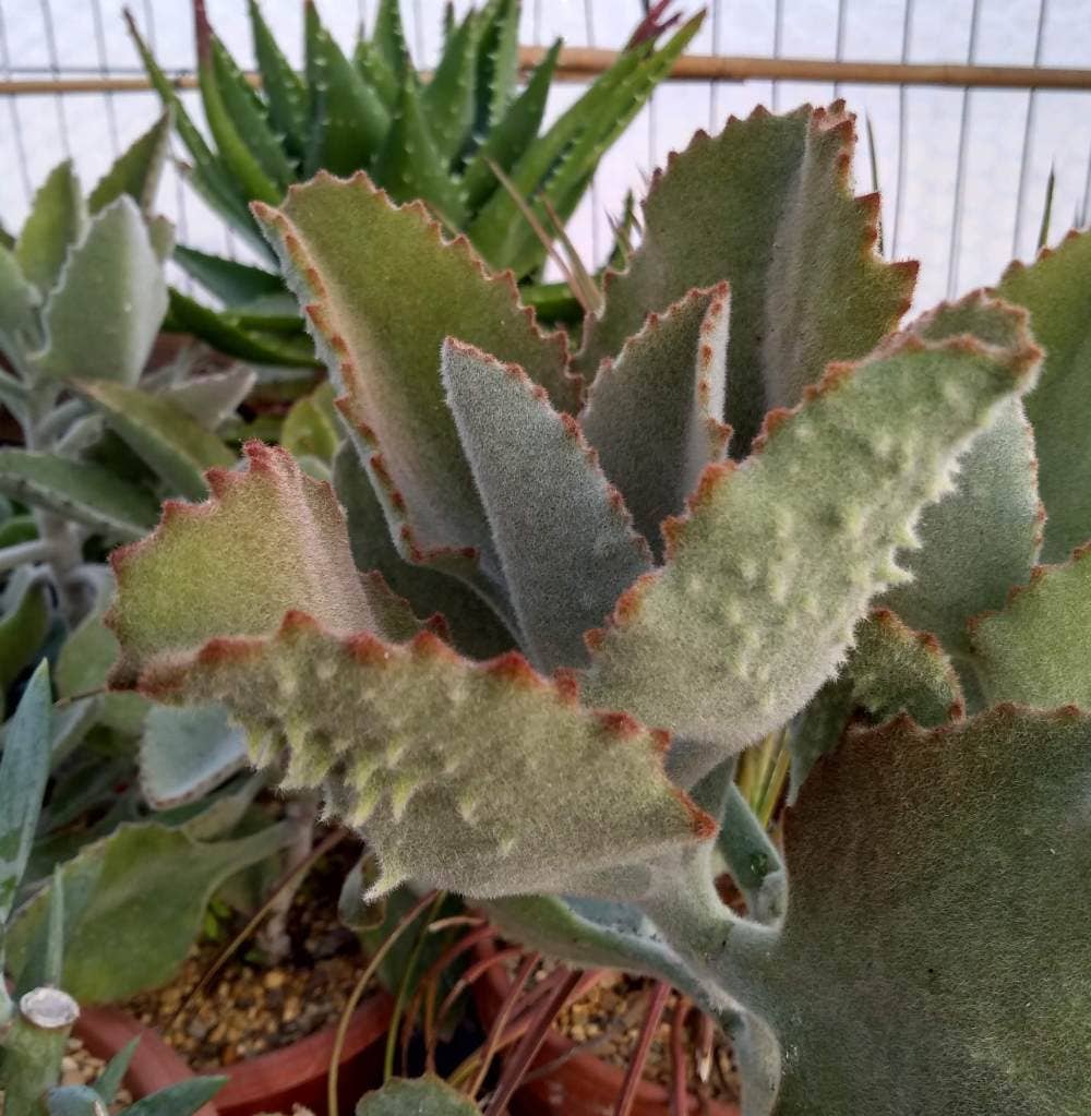 Best Plant Friend - Vente Succulentes - Kalanchoe beharensis 'Fang' - Pot de culture de 5 cm2