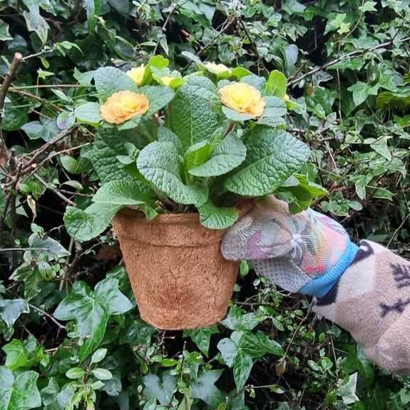 e-pots – wholesale Plant pot – Coir Plant Pots3