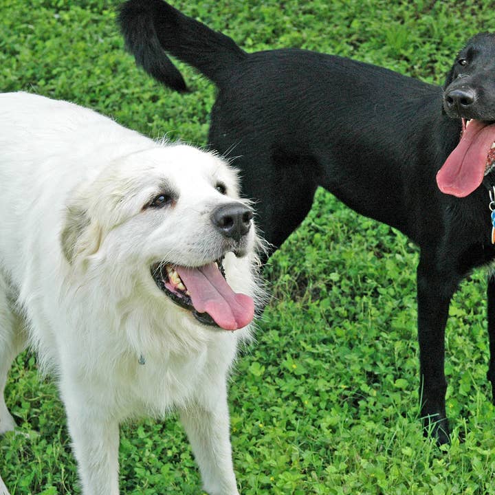 Harley y Bonnie para venta al por mayor de Ann Woodall Studios