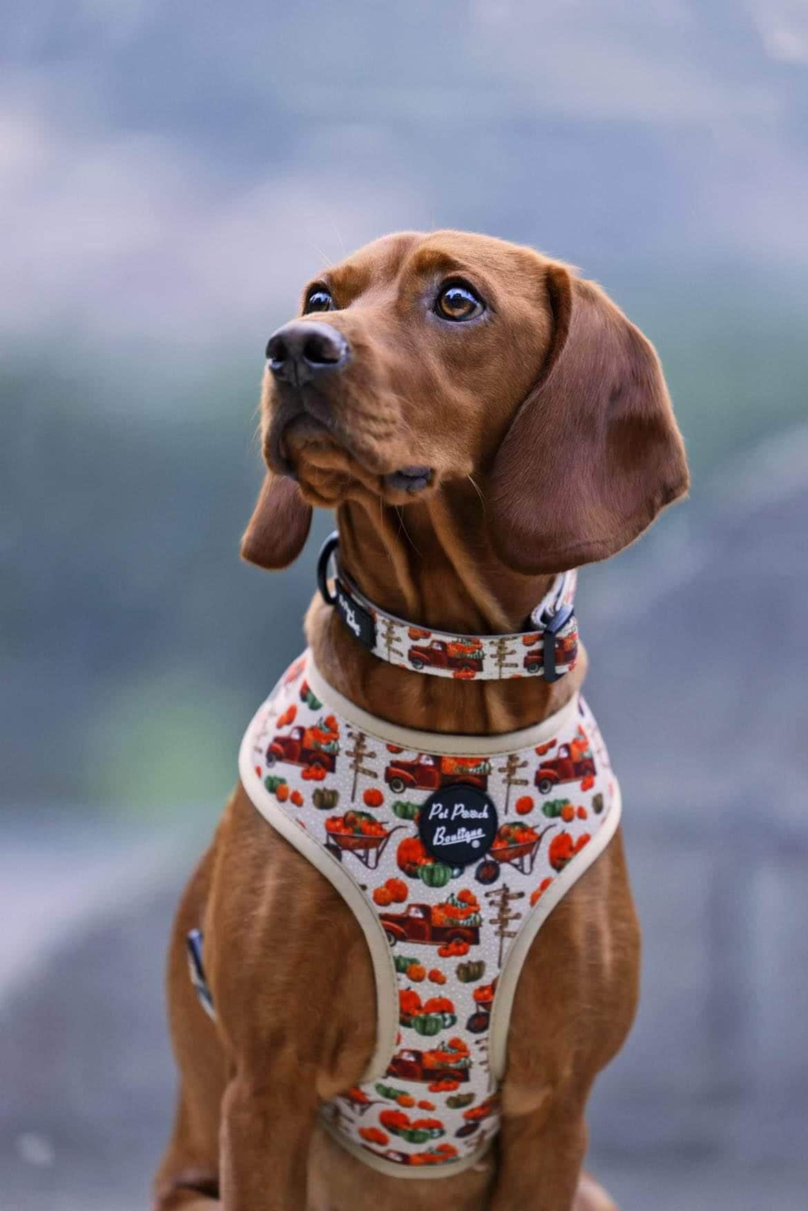 Pet Pooch Boutique - Wholesale Pet Harness - Dog - Pumpkin Patch Cart Puppy Dog Harness - XS - L (autumn/fall)5