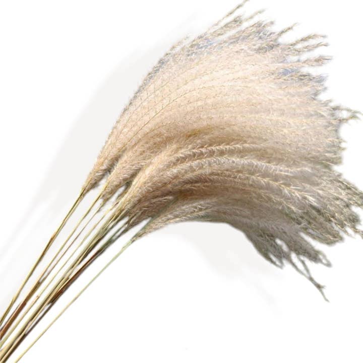 Marrone Composizione Floreale Neutra con Erba della Pampas Essiccata e Craspedia. in vendita all'ingrosso su Faire