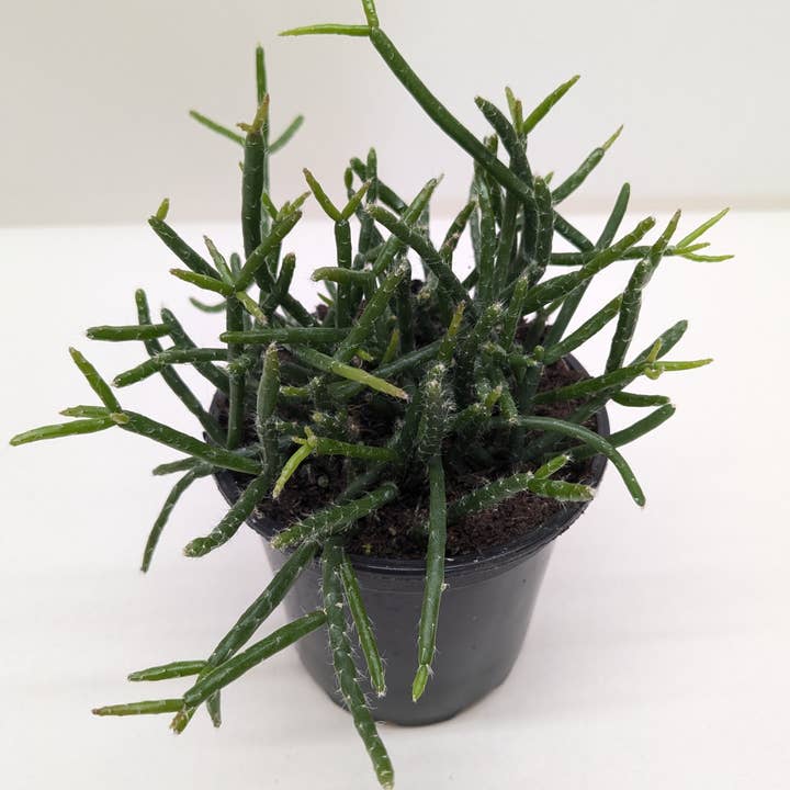 Succulent Cactus 'Mistletoe' - 4" Pot for wholesale by House Plant Wholesale