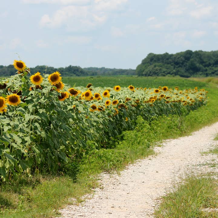 The Jonsteen Company - Wholesale Plant Seeds - Sunflower | Seed Grow Kit5