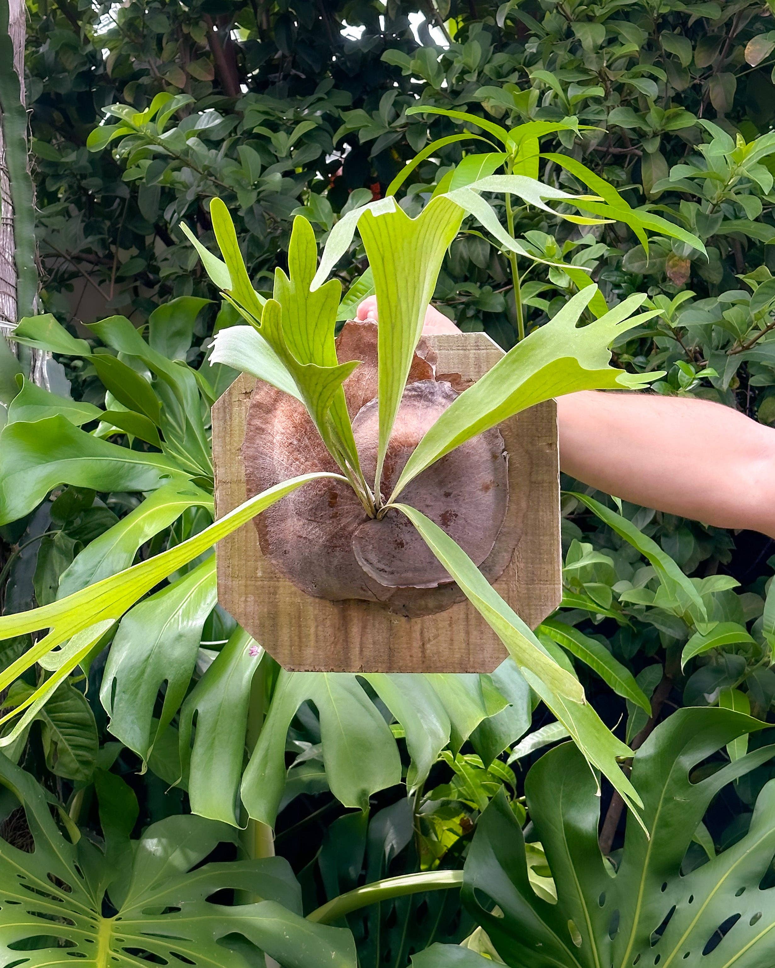 Air Plant Shop - Wholesale Live Plant - Staghorn Fern Mounted on a Cedar Plank5
