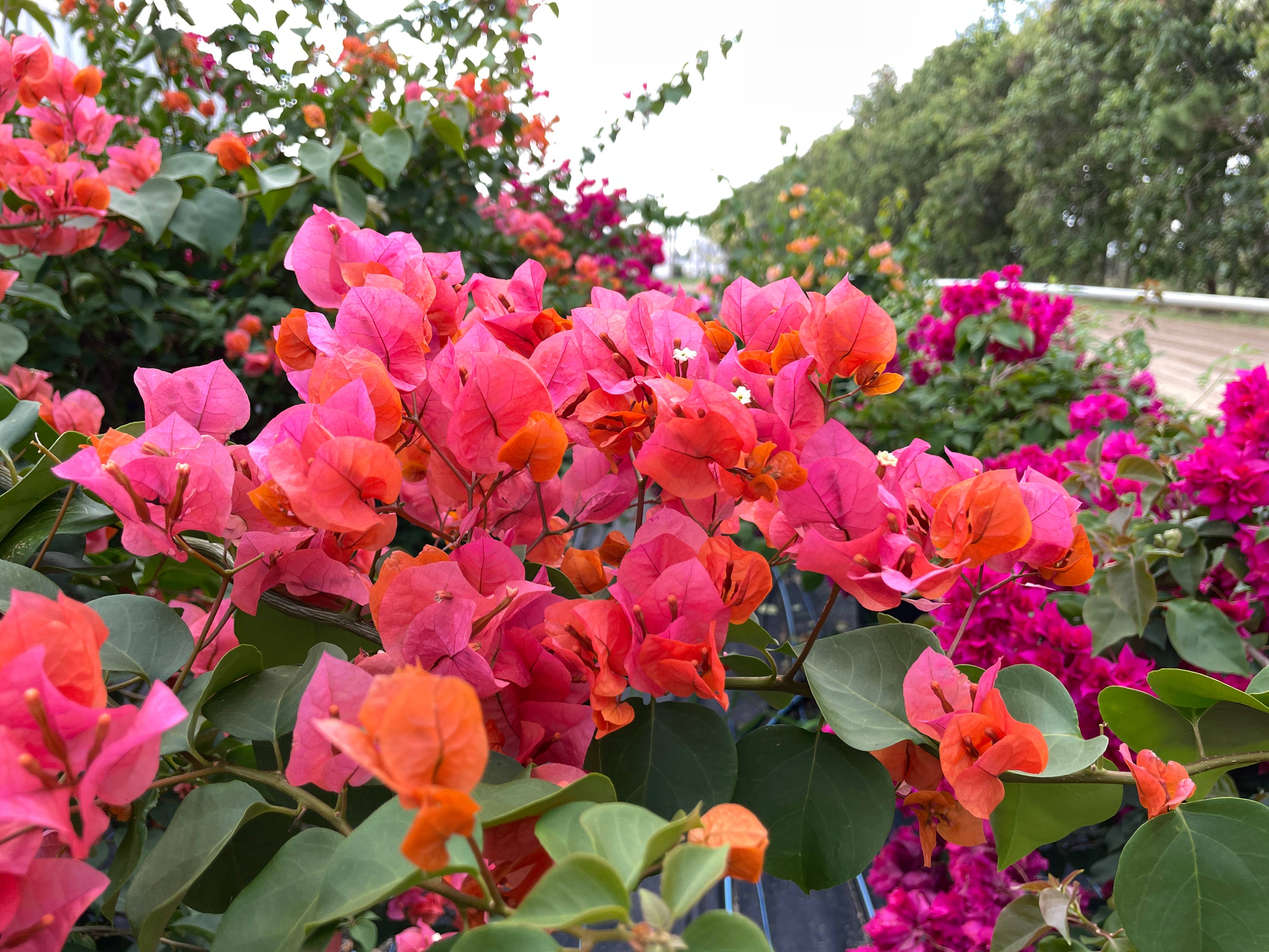 O F Nelson’s - Wholesale Live Plant - 6" Bougainvillea5