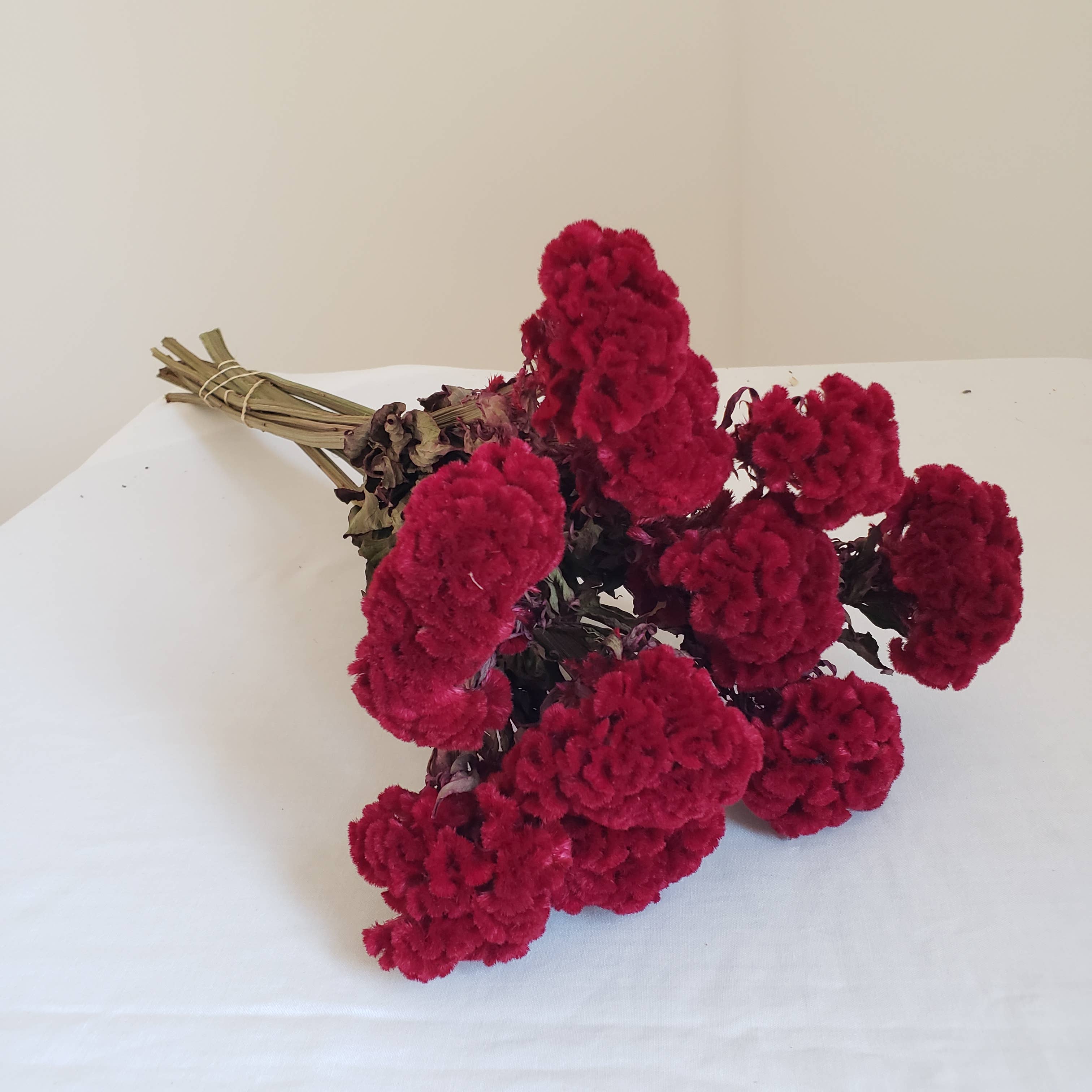 Crested Celosia-Rein Red for wholesale by Fence Post Florals
