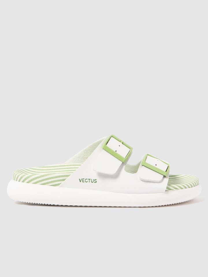 Tanami Stripes Grüner Kaktus für den Großhandel von Vegtus