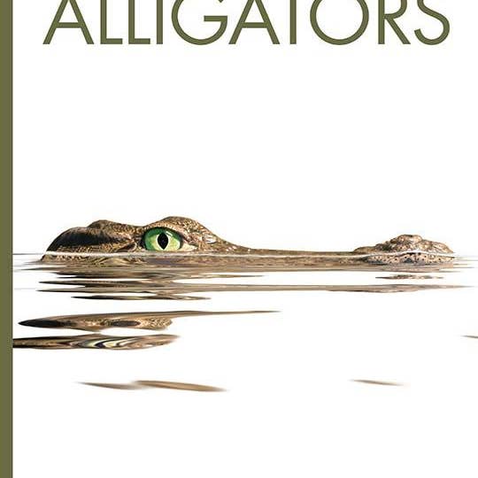 The Creative Company - Wholesale Nature & Outdoors - Amazing Animals: Alligators