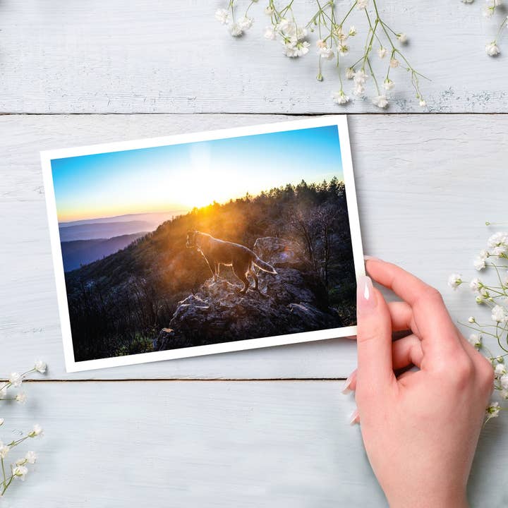 Palm Press - Vente Cartes d'encouragement - Carte d'encouragement Frannie et la montagne1