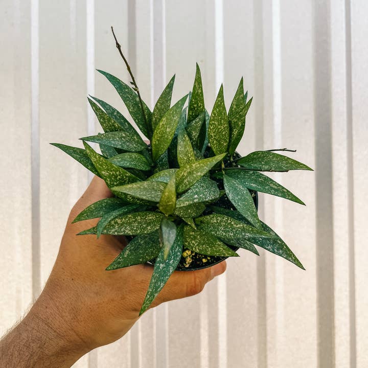 BWH Plant Co - Wholesale Live Plant - 4" Hoya 'Parviflora Splash'