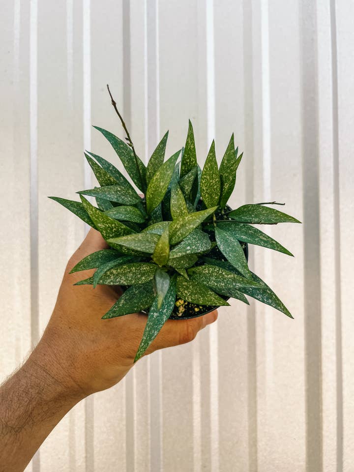 4" Hoya 'Parviflora Splash' for wholesale by BWH Plant Co