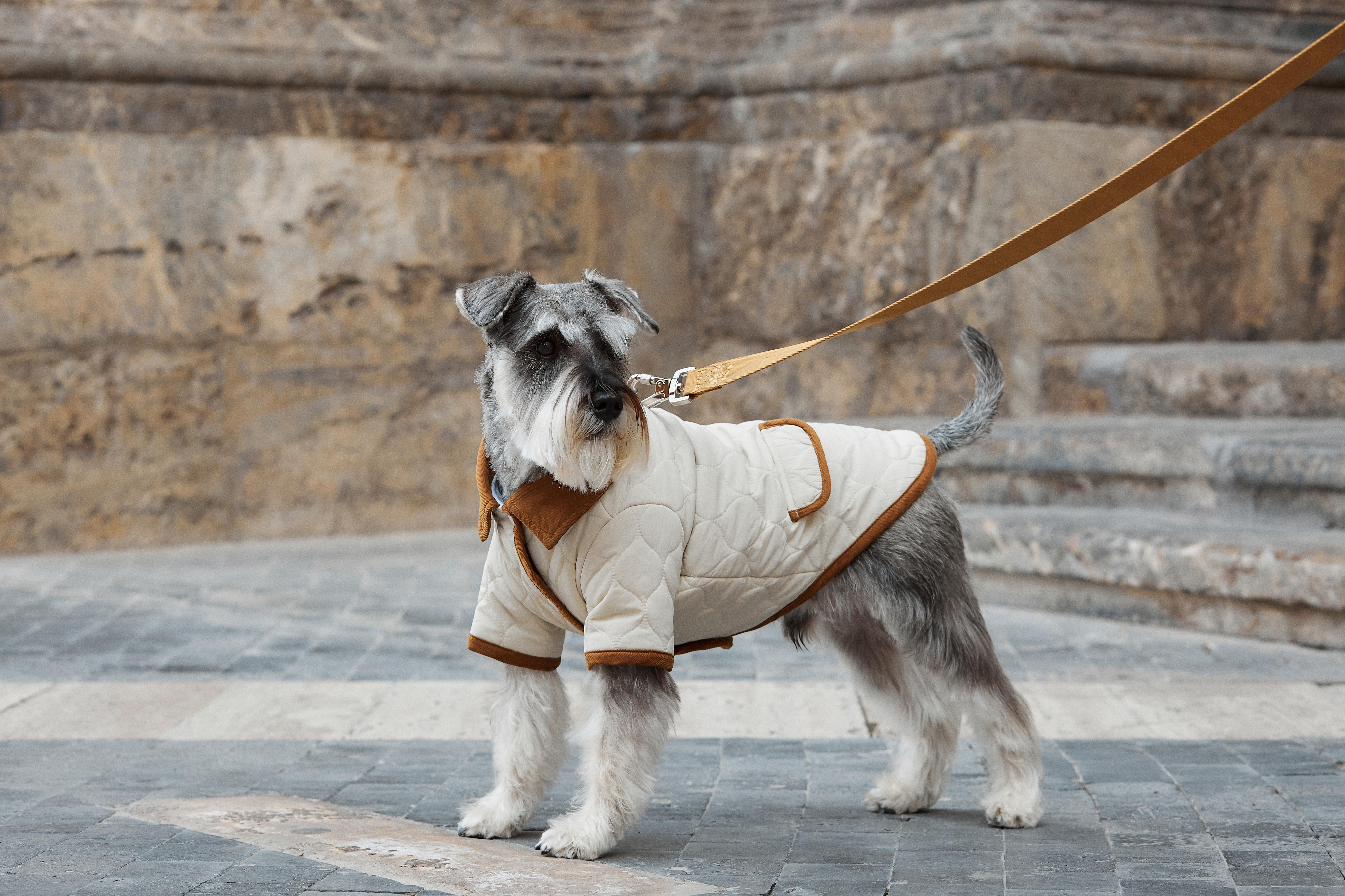 ARISTOPET – wholesale Hundjacka - Hund – Spencer-jacka för husdjur med vaddering och stilren design14