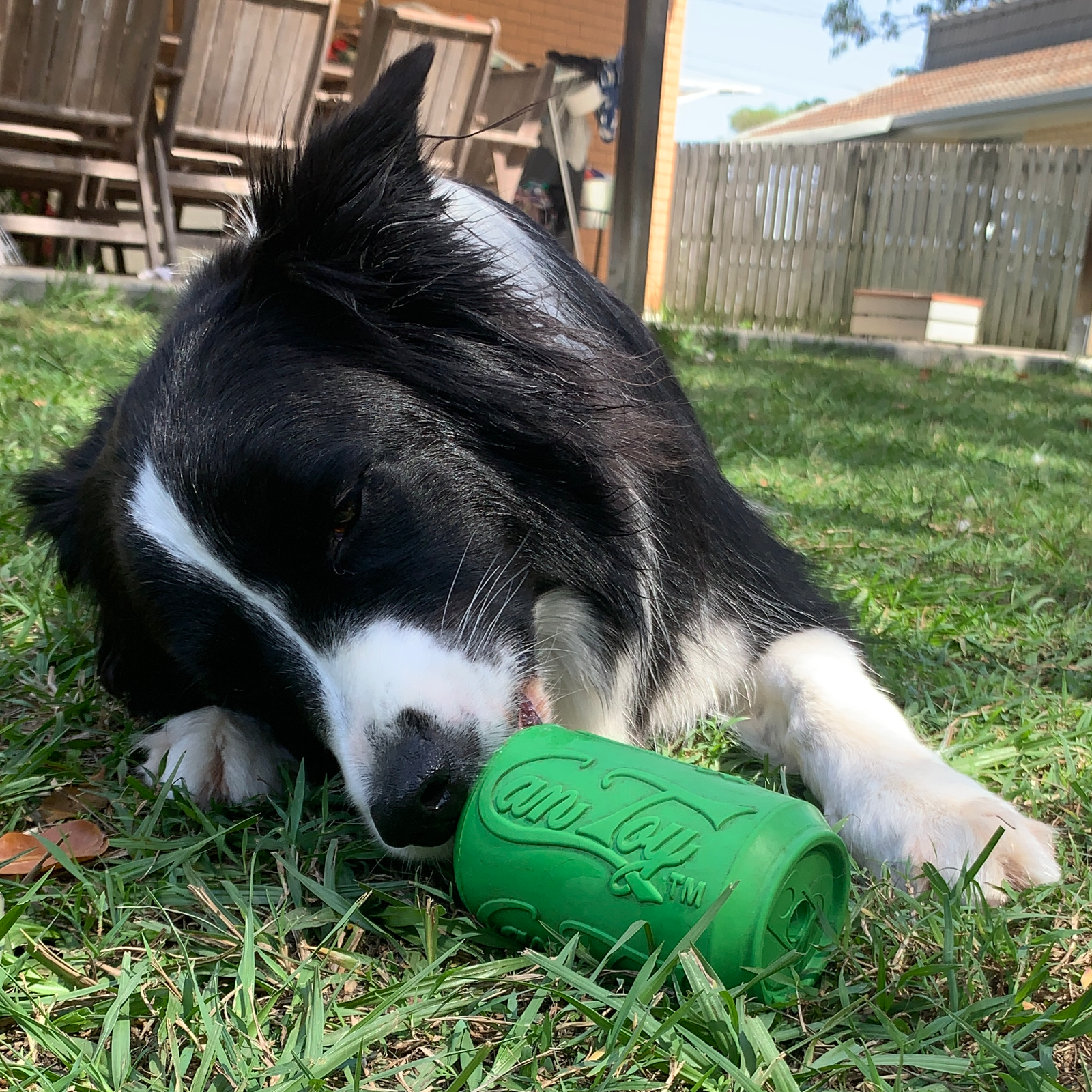 Rover Pet Products - Vente Jouet à mâcher – chien - Canette Toy11