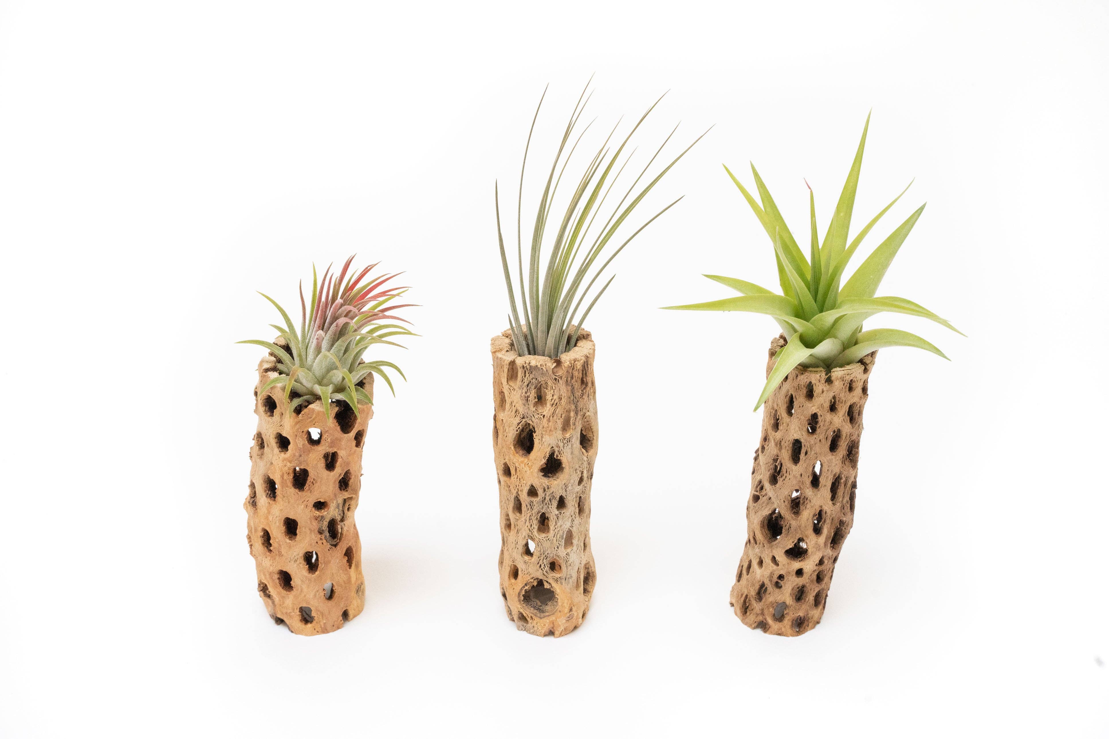 Air Plant Shop - Wholesale Plant Pot - Natural Cholla Wood Container 6 Inches Tall with Air Plants1