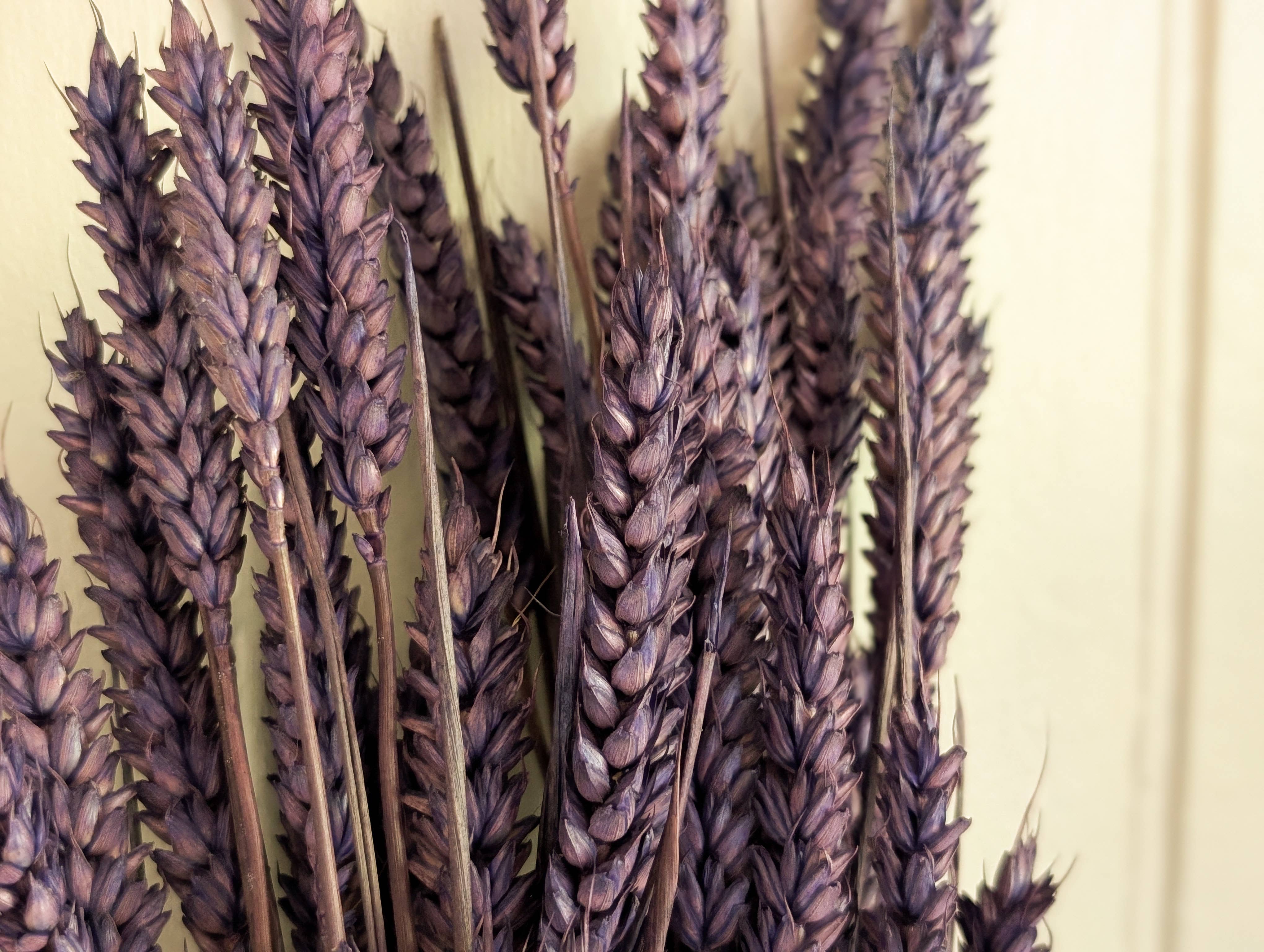 Banksia Botanicals - Wholesale Dried/Pressed Flowers - Purple Triticum Wheat 60-70cm 0