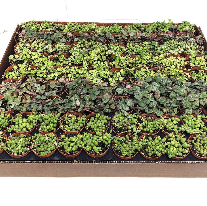 The Old Yew Plant Shop - Wholesale Live Plant - 2" Strings of Things Live Plant Mix0