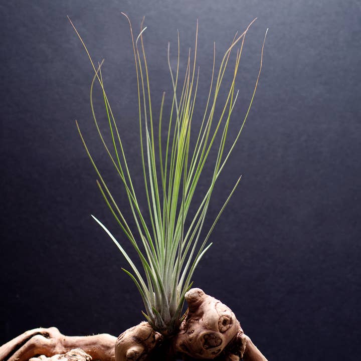 The Artizan Way - Wholesale Live Plant - Tillandsia Juncifolia | Live Air Plant
