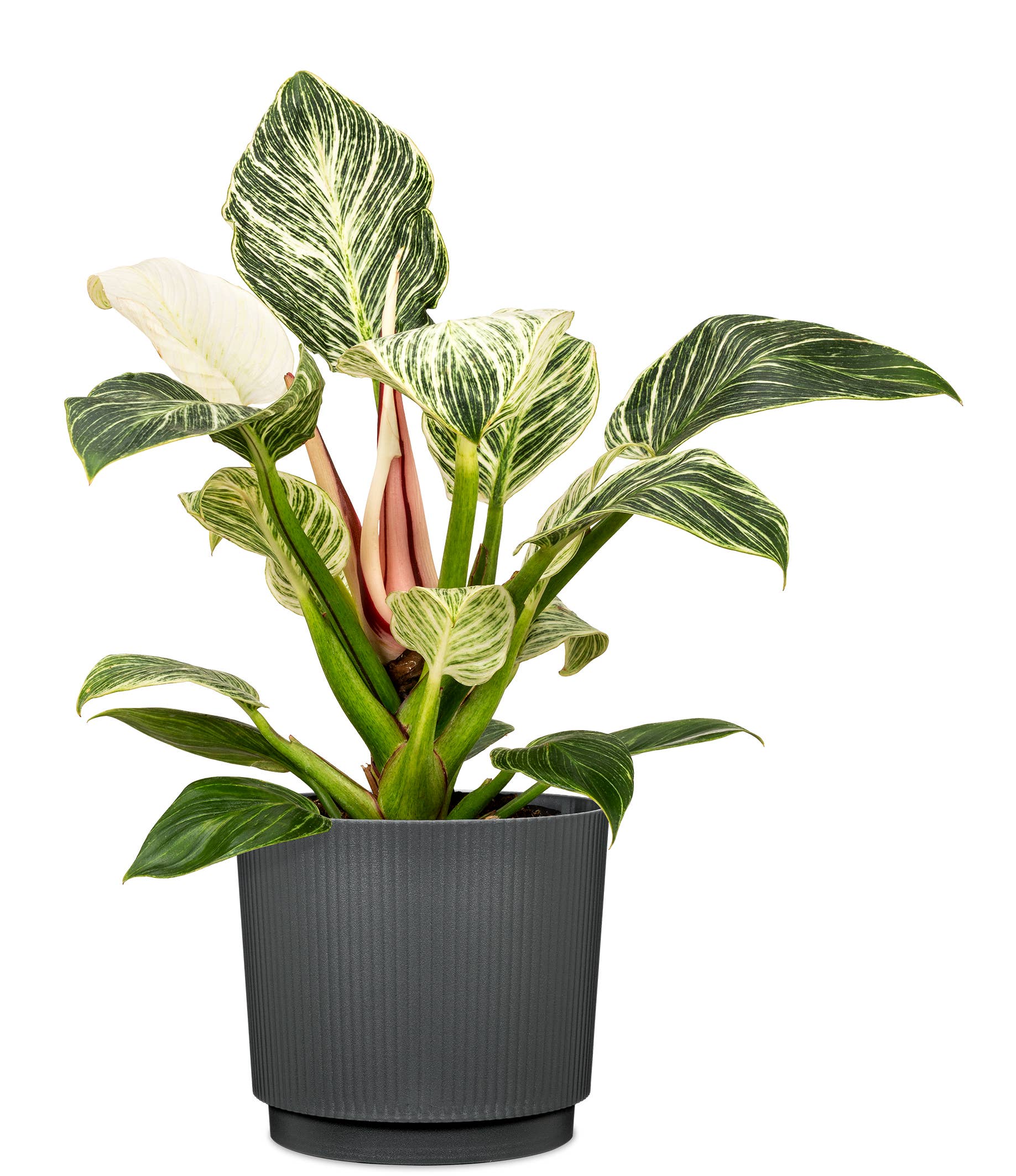 Scheurich - Wholesale Plant Pot - Flower pot/Planter Lino 237/13 - 21 made of plastic1