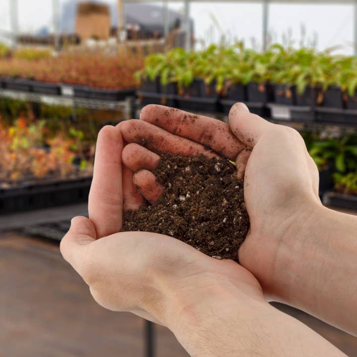 Kurated Korner - Wholesale Planting/potting soil - Soil Sunrise Elephant Ear Potting Soil Mix (8qt)6