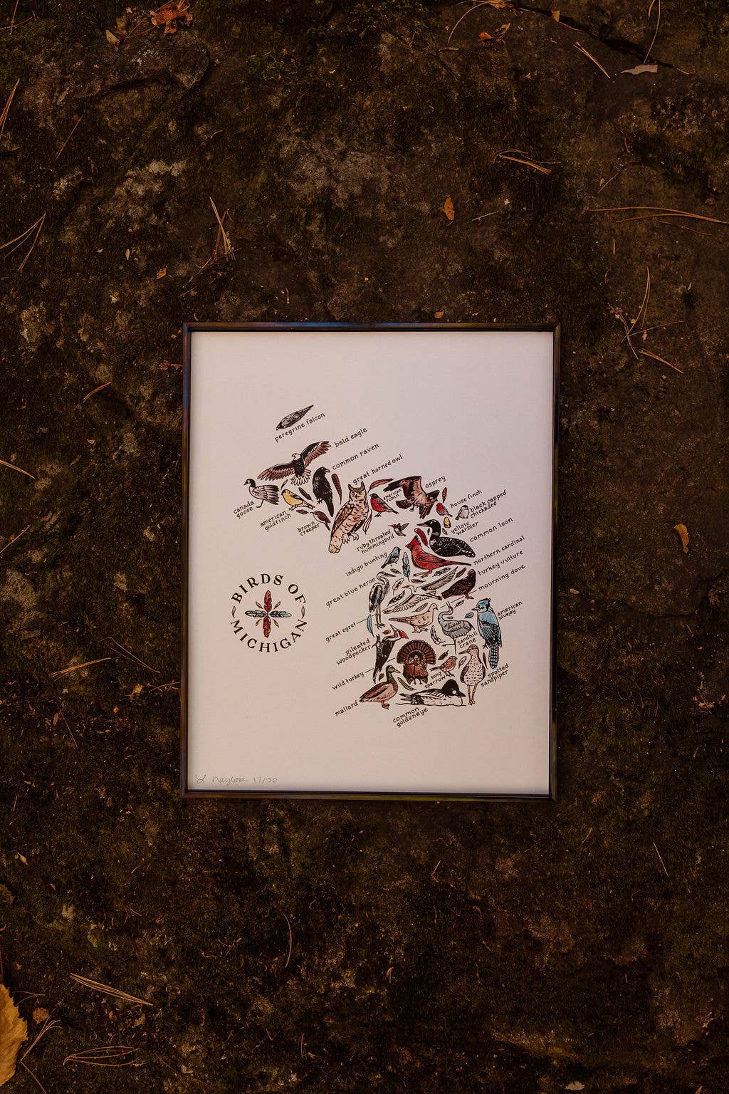 Home Squirrel - Wholesale Art Print - Birds of Michigan Watercolor Art Print