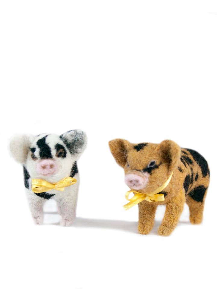 Kunekune Pig for wholesale by Lanart Alpaca