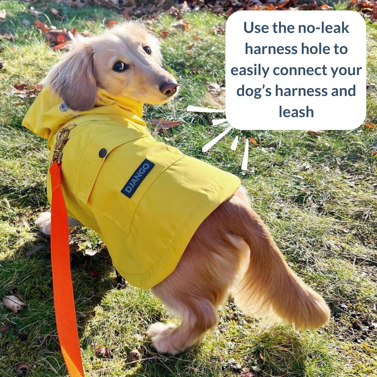 DJANGO - Wholesale Pet Raincoat - Dog - Highland Dog Jacket and Raincoat - Dandelion Yellow6